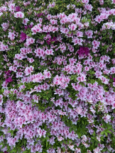 Club Queen - シノの女の子ブログ画像