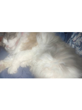 Club Queen - シノの女の子ブログ画像