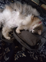 Club Queen - シノの女の子ブログ画像