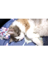 Club Queen - シノの女の子ブログ画像