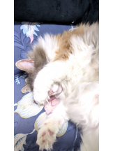 Club Queen - シノの女の子ブログ画像