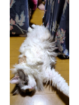 Club Queen - シノの女の子ブログ画像