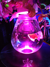 Club Queen - シノの女の子ブログ画像