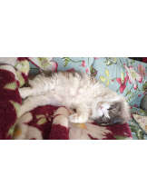 Club Queen - シノの女の子ブログ画像