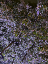 Club Queen - あやの女の子ブログ画像