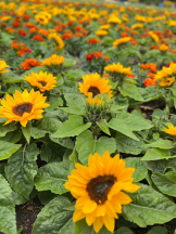 Club Queen - ノアの女の子ブログ画像