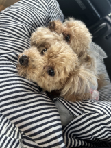 Club Queen - ユアの女の子ブログ画像