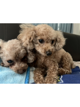 Club Queen - ユアの女の子ブログ画像