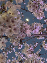 Club Queen - ユアの女の子ブログ画像