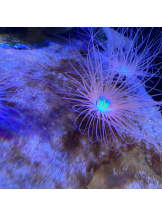 SOPHIA - しおんの女の子ブログ画像