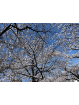 SOPHIA - しおんの女の子ブログ画像