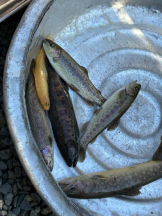 SOPHIA - しおんの女の子ブログ画像