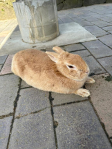 SOPHIA - しおんの女の子ブログ画像