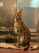 SOPHIA - しおんの女の子ブログ画像