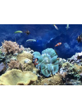 SOPHIA - ゆうかの女の子ブログ画像