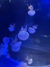 SOPHIA - ゆうかの女の子ブログ画像