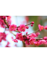 Club La Tour - 小沢 ふみ(コザワ フミ)の女の子ブログ画像