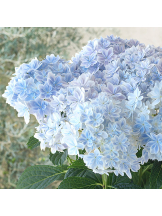 Club La Tour - 小沢 ふみ(コザワ フミ)の女の子ブログ画像