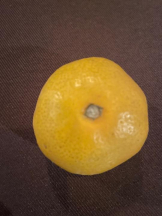 SOPHIA - さなの女の子ブログ画像