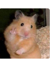 SOPHIA - ねねの女の子ブログ画像