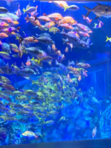 SOPHIA - まこの女の子ブログ画像