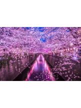 PURITY - おとはの女の子ブログ画像