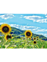 PURITY - おとはの女の子ブログ画像