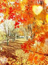 PURITY - おとはの女の子ブログ画像