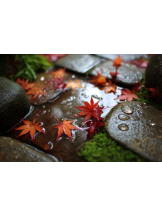 PURITY - おとはの女の子ブログ画像