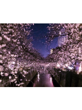 PURITY - おとはの女の子ブログ画像