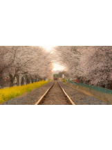 PURITY - おとはの女の子ブログ画像