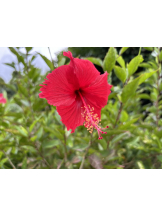 Club Queen - アスカの女の子ブログ画像