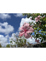 Club Queen - アスカの女の子ブログ画像