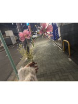 Club Queen - アスカの女の子ブログ画像