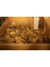 Club Queen - アスカの女の子ブログ画像