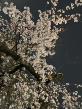 Club Queen - アスカの女の子ブログ画像