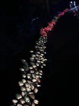 Club La Tour - 早乙女 なな(サオトメ ナナ)の女の子ブログ画像