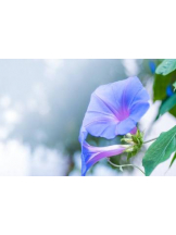 PURITY - あきなの女の子ブログ画像