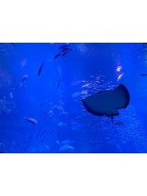 PURITY - あきなの女の子ブログ画像