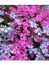 Club La Tour - 碧羽 そら(アオバ ソラ)の女の子ブログ画像