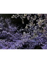 CLUB 白昼夢 - あいの女の子ブログ画像