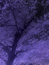 Club Queen - まひろの女の子ブログ画像