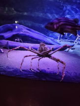 Club Queen - まひろの女の子ブログ画像