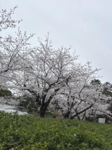 Club GOLD - るいの女の子ブログ画像