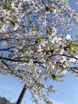 Club GOLD - るいの女の子ブログ画像