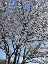 Club GOLD - るいの女の子ブログ画像