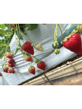 Club GOLD - るいの女の子ブログ画像