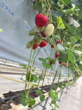 Club GOLD - るいの女の子ブログ画像