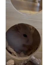 PURITY - りんの女の子ブログ画像