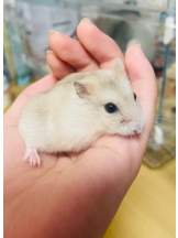 PURITY - りんの女の子ブログ画像